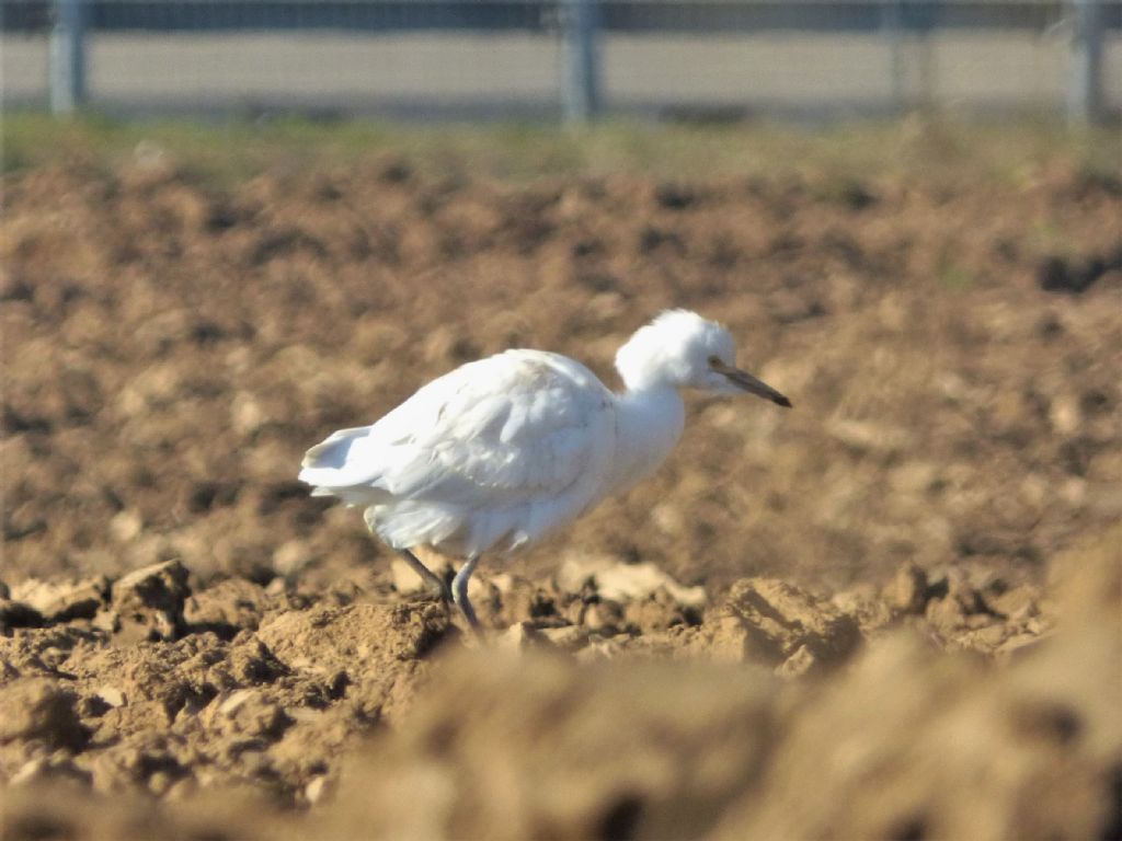 Airone guardabuoi (Bubulcus ibis)